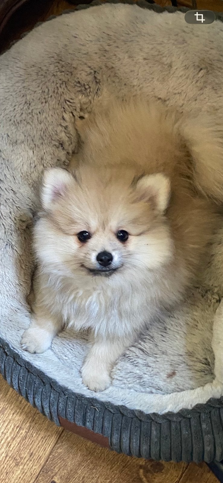 3 bearface Pomeriaan puppy’s mogen het nest nu verlaten., 8 tot 15 weken, Parvo, Meerdere, Meerdere dieren