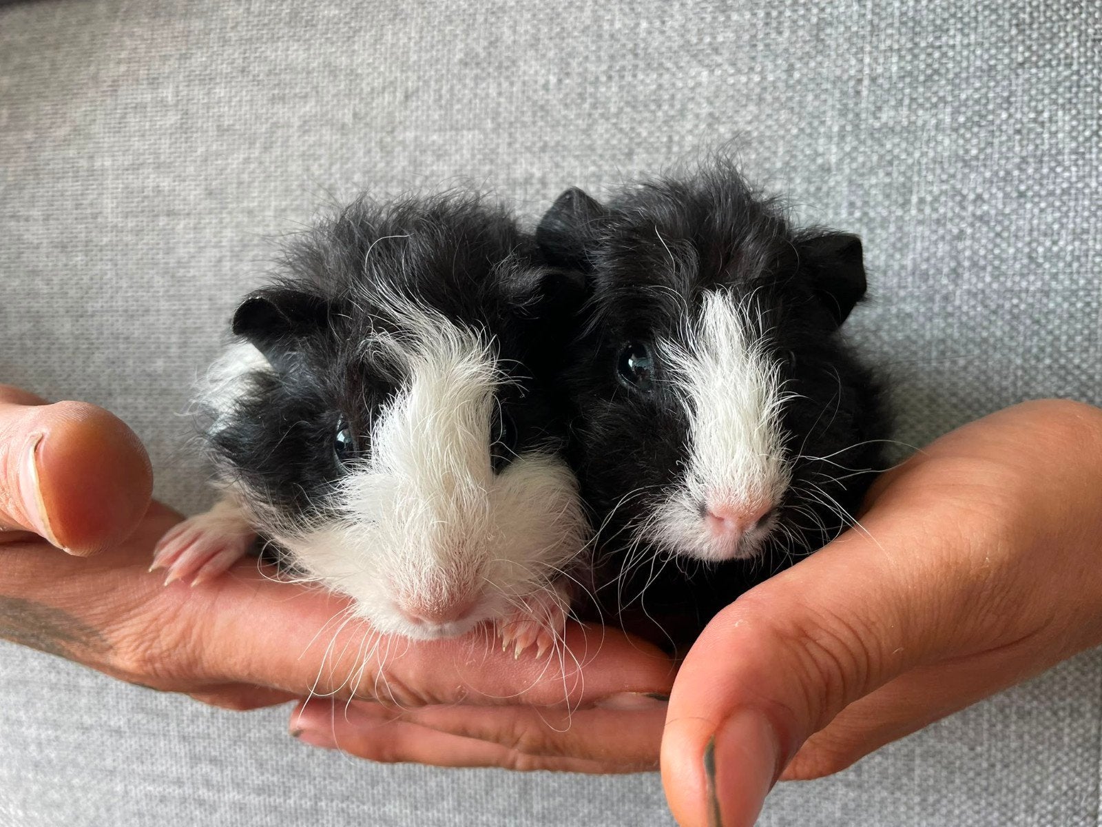 2 lunkarya cavia broertjes zoeken hun gouden mandje, Dieren en Toebehoren, Juli, Mannelijk, Cavia