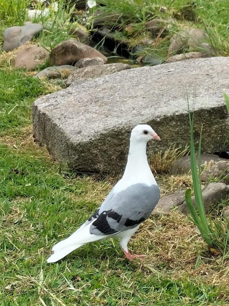Jonge blauw duitsmeeuwtje / Wittepost duif, Meerdere dieren, Overige soorten
