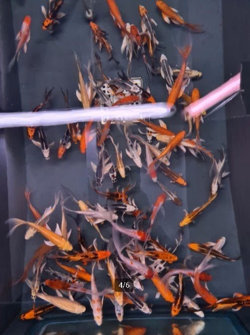 Import HQ Butterfly koi / Vlinderkoi 14 / 17 cm Koidreams, Karper of Koi