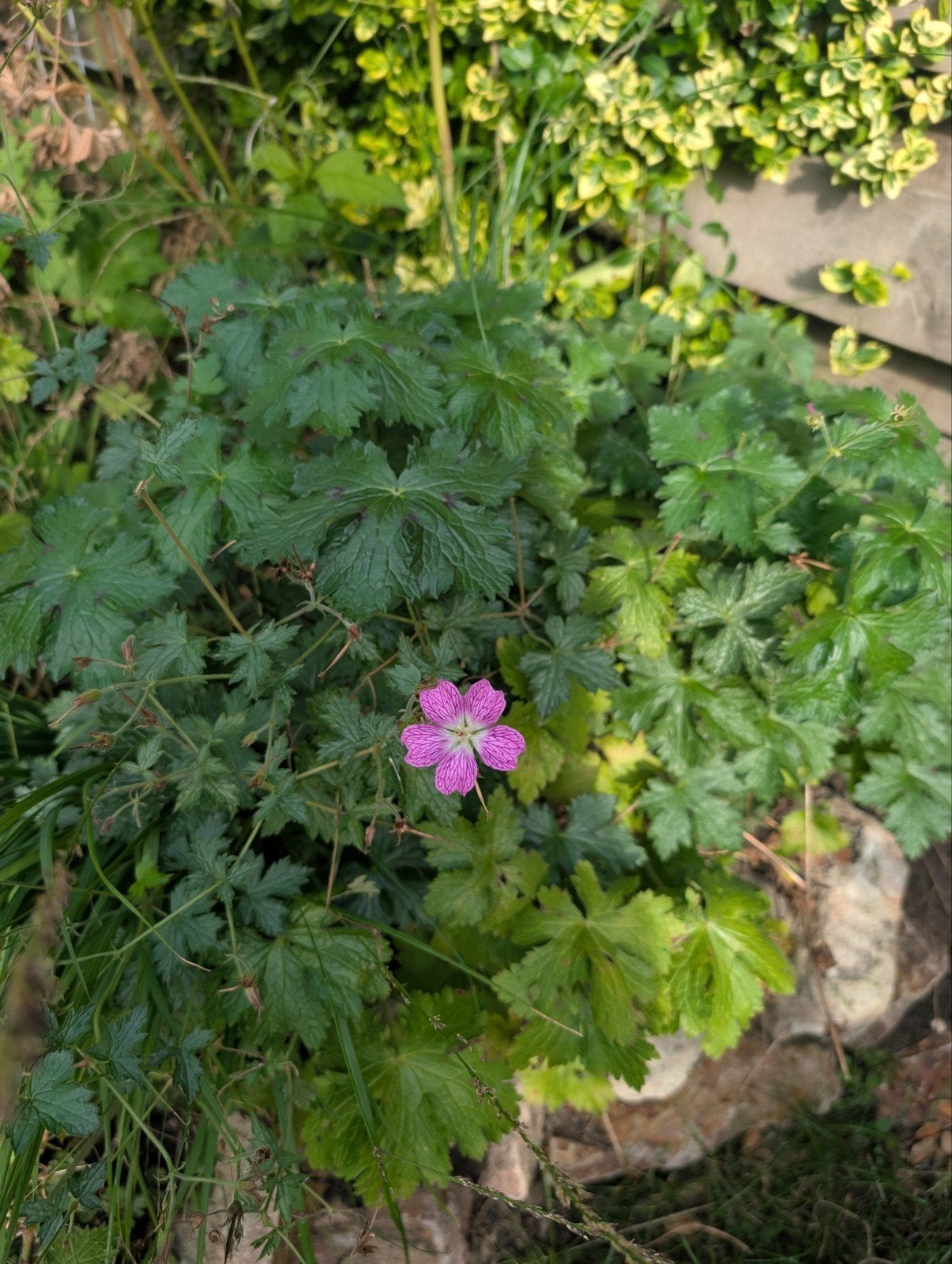 goedkope tuinplanten: verbena, geranium, smele, aster, Tuin en Terras, Planten | Tuinplanten, Ophalen, Overige soorten, Volle zon
