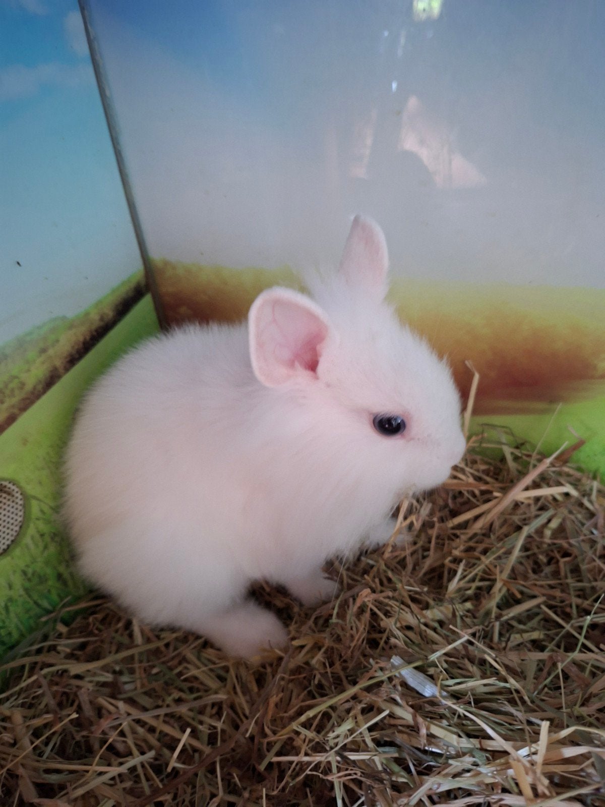 Superlief en supertam konijn!, Dieren en Toebehoren, Konijnen, Mannelijk, Dwerg, 0 tot 2 jaar