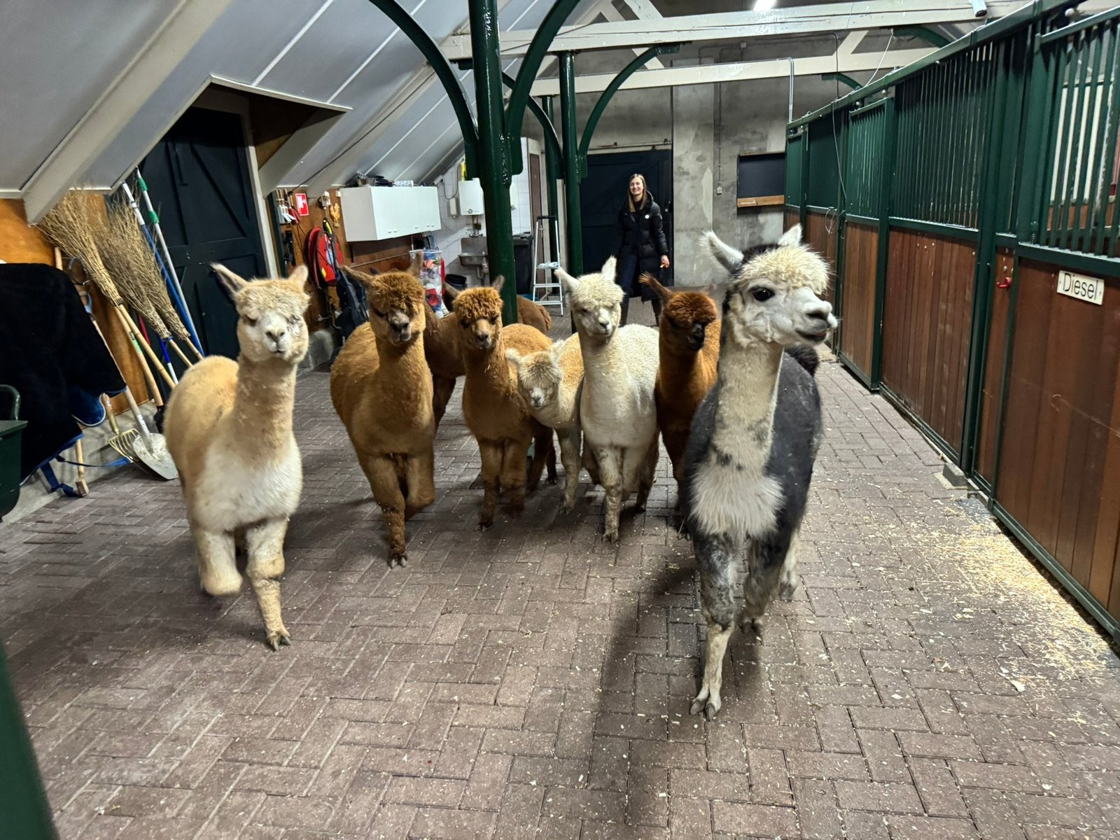 Alpaca wol alpacawol spinnen kaarden breien, Hobby en Vrije tijd, Breien en Haken, Ophalen of Verzenden, Nieuw, Breien of Haken