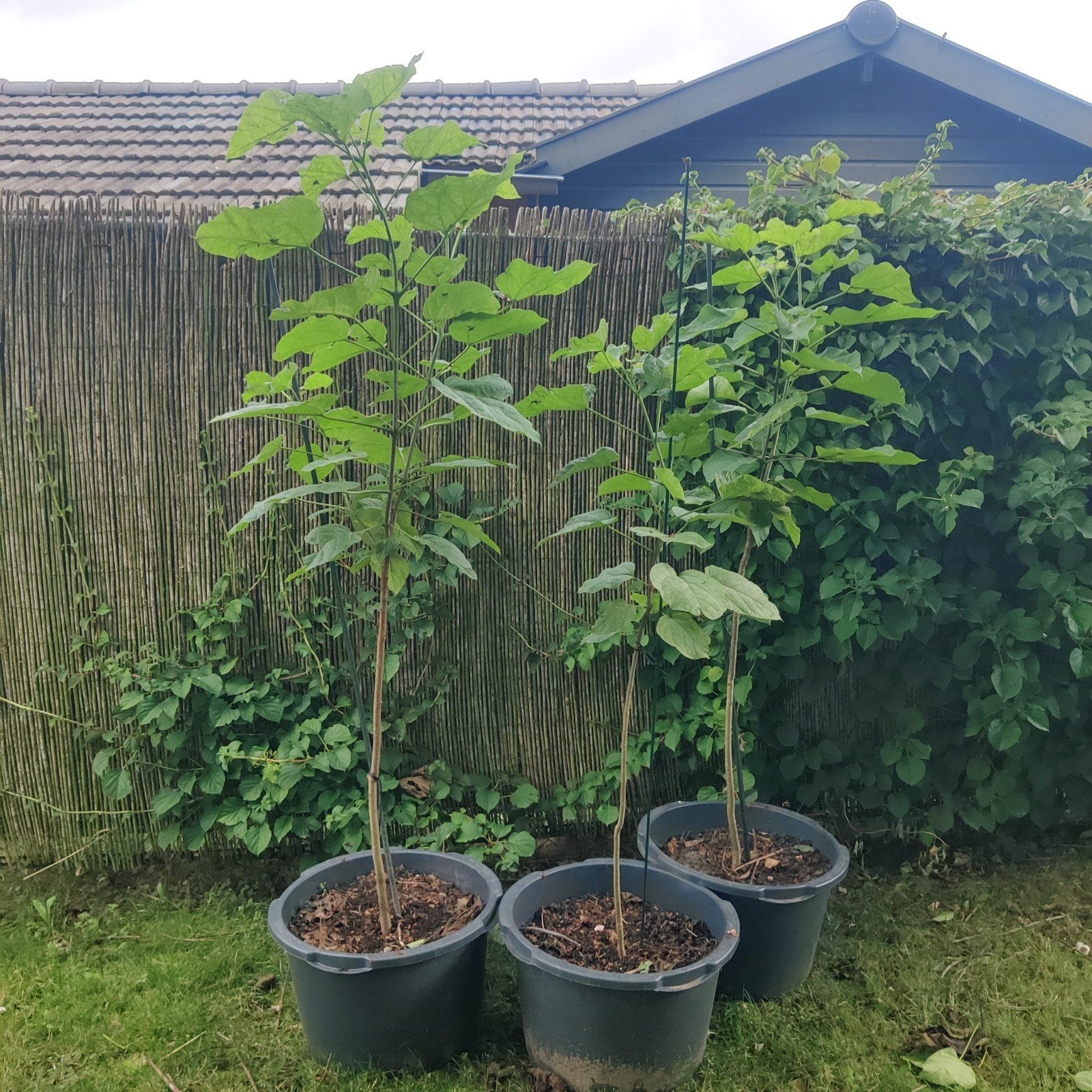Catalpa boom - Trompetboom, Overige soorten, 100 tot 250 cm, Zomer, Ophalen