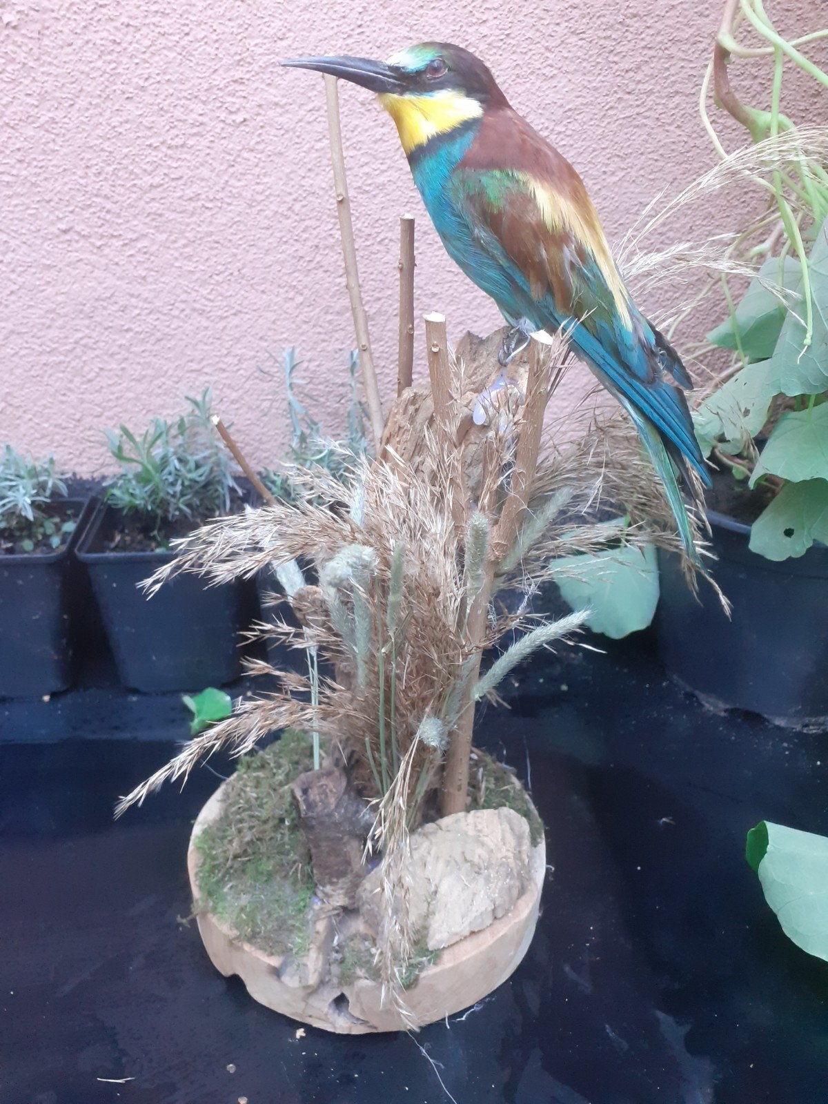 Opgezette Europese bijeneter op natuur sokkel, taxidermie, Verzamelen, Ophalen of Verzenden, Nieuw, Vogel, Opgezet dier