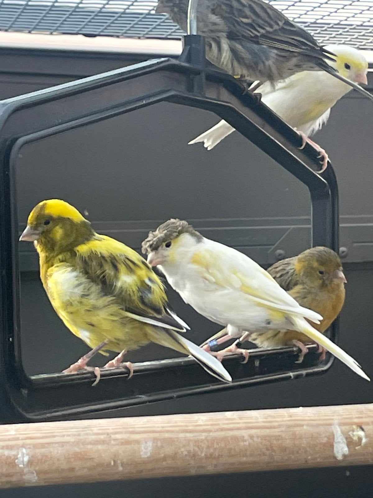 Kanaries, Dieren en Toebehoren, Meerdere dieren, Kleurkanarie