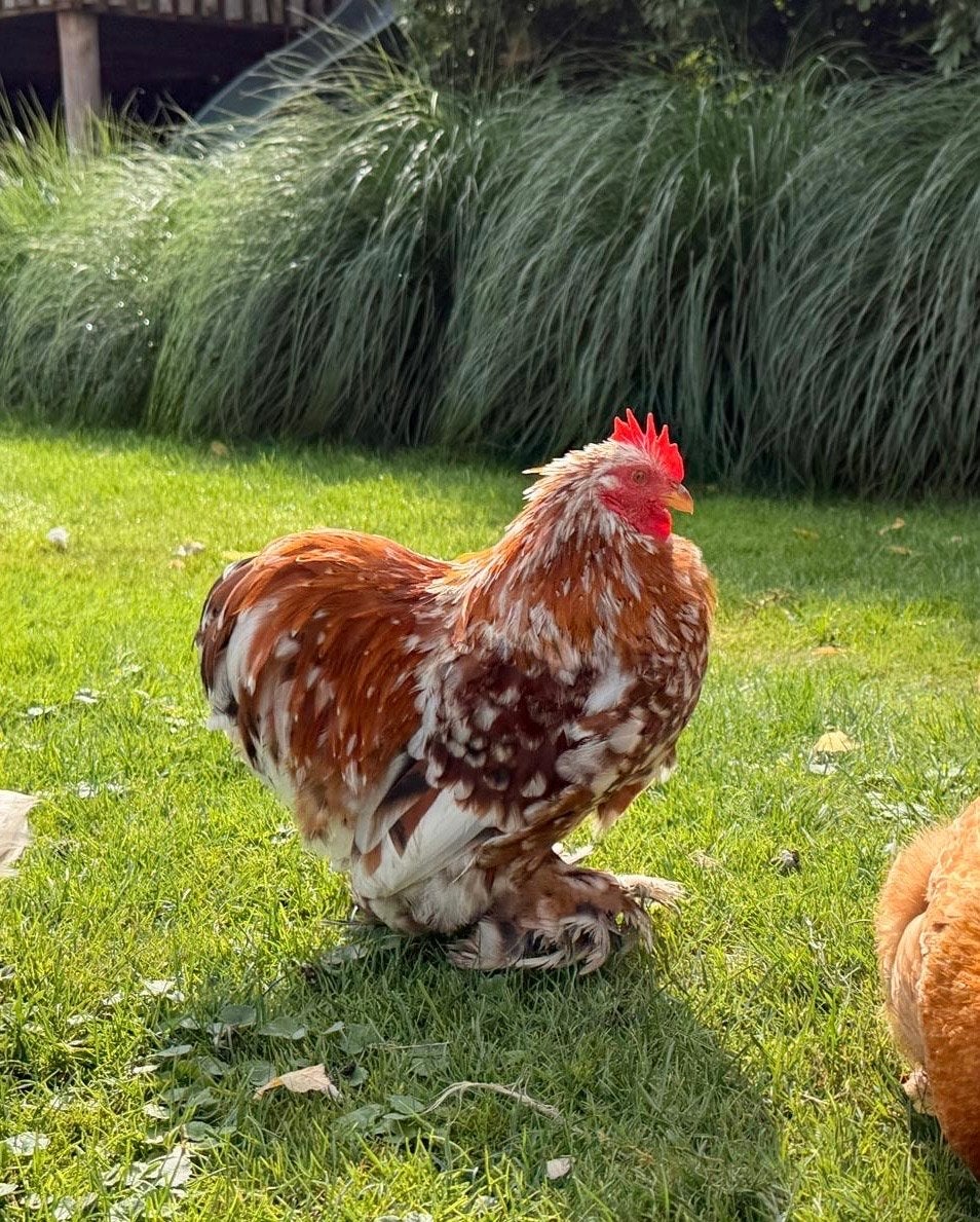 Gratis af te halen: knappe lieve cochin krielhaan, Dieren en Toebehoren, Pluimvee, Mannelijk, Kip