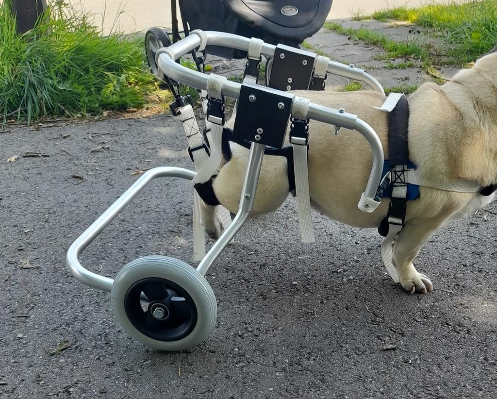 Hondenrolstoel geschikt voor mopshondje, Dieren en Toebehoren, Honden-accessoires, Ophalen