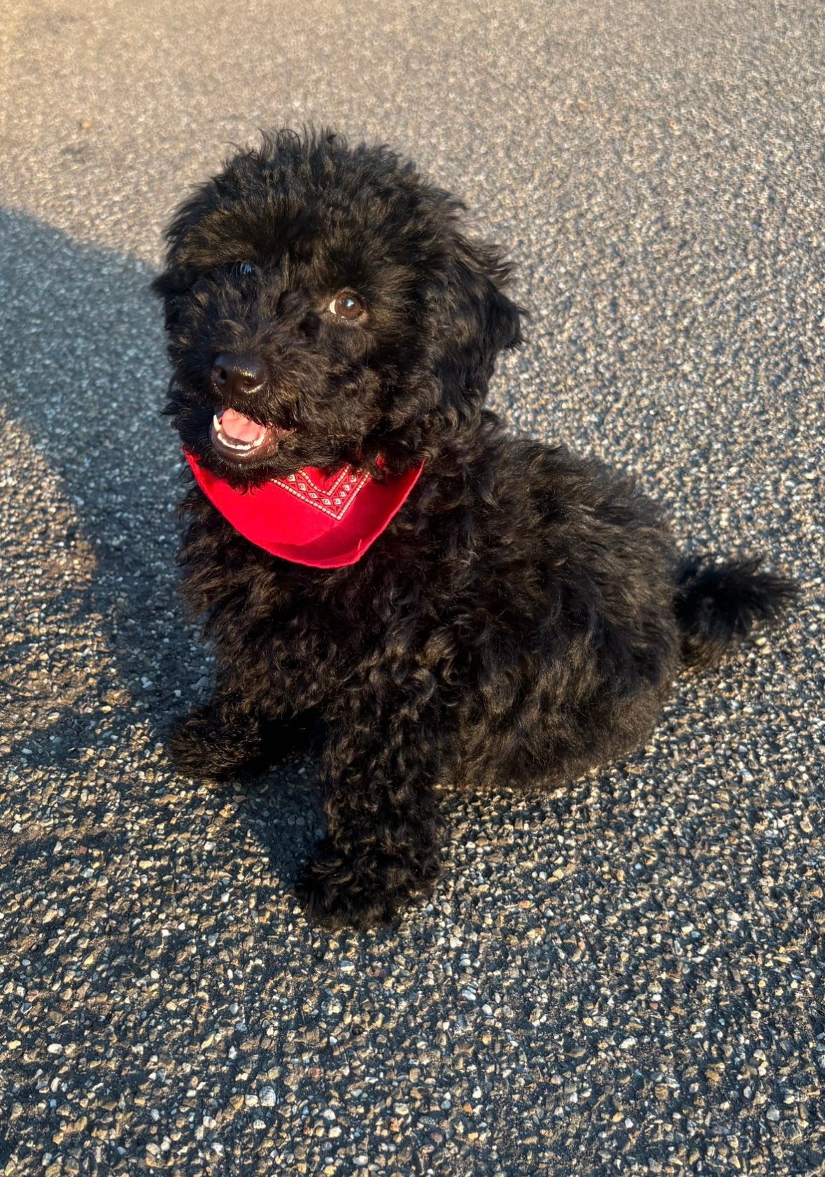 Toy poedel reutje, Poedel, 15 weken tot 1 jaar, Reu, Eén hond