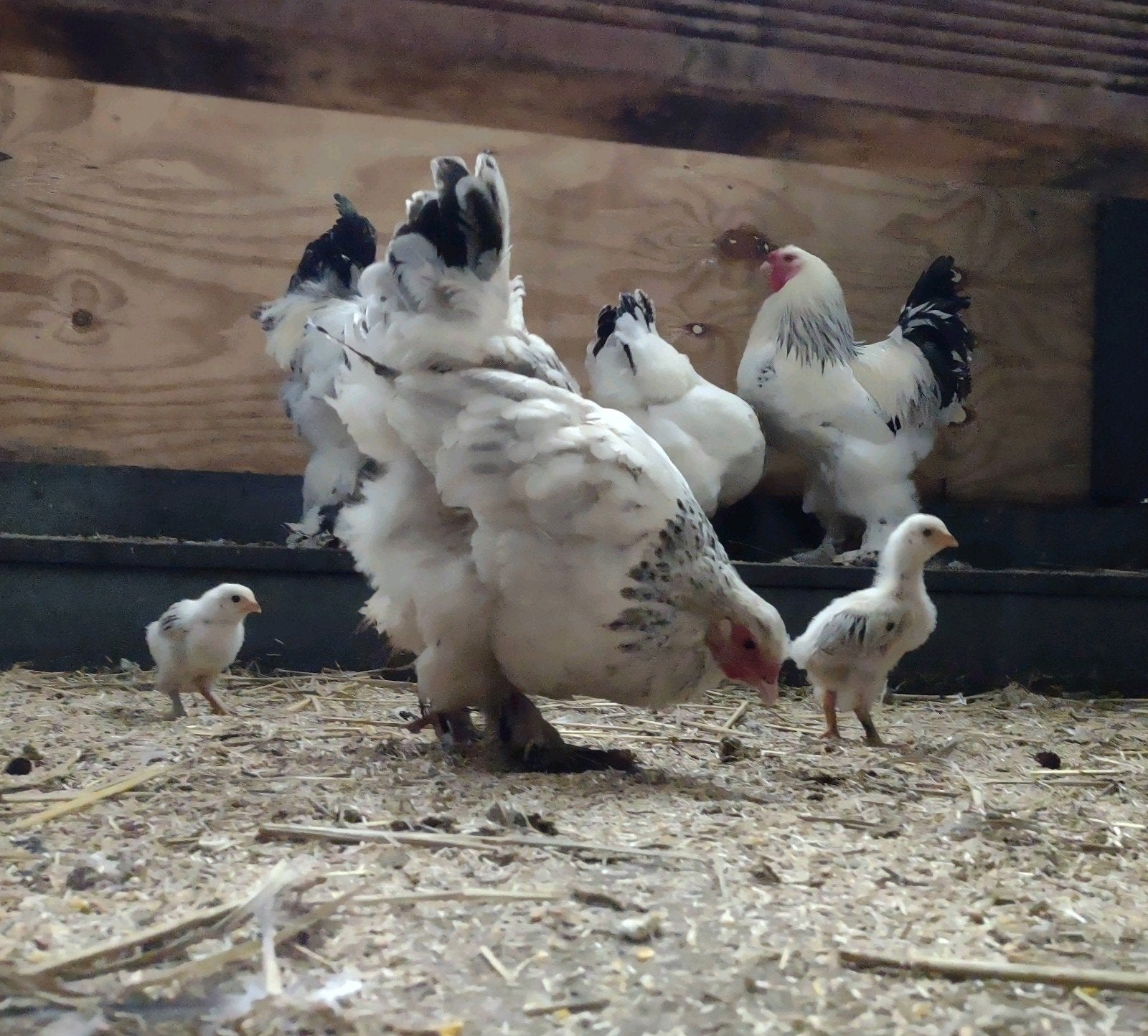 Brahma kippen, Meerdere dieren, Kip