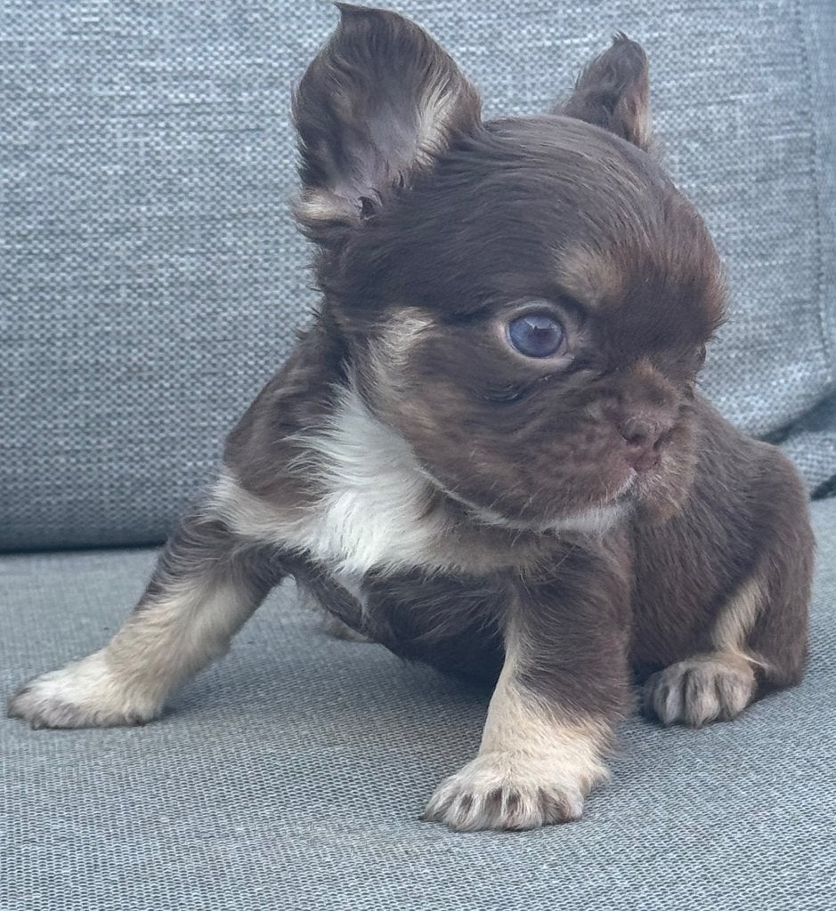 Fluffy choco tan Franse Bulldog reutje, België, Fokker | Hobbymatig, Reu, 8 tot 15 weken