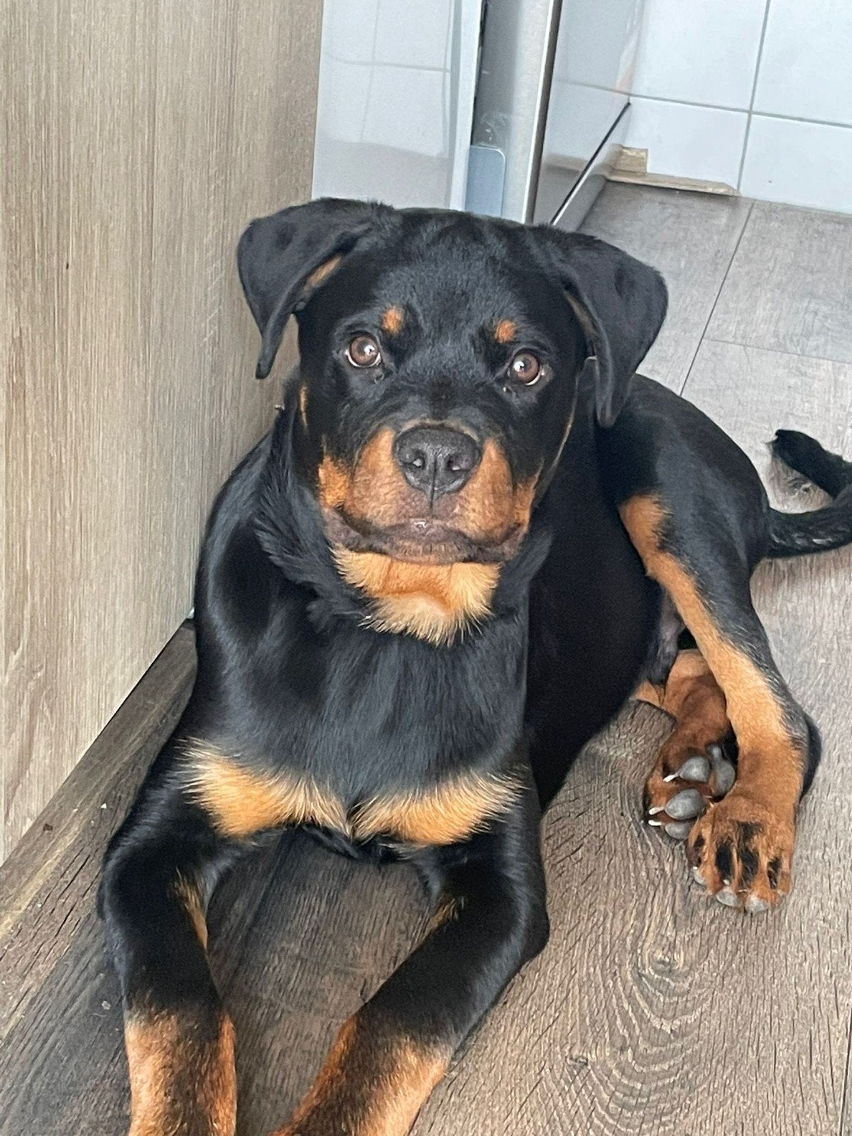 Rottweiler pup, Dieren en Toebehoren, 15 weken tot 1 jaar, Reu, CDV (hondenziekte), Eén hond
