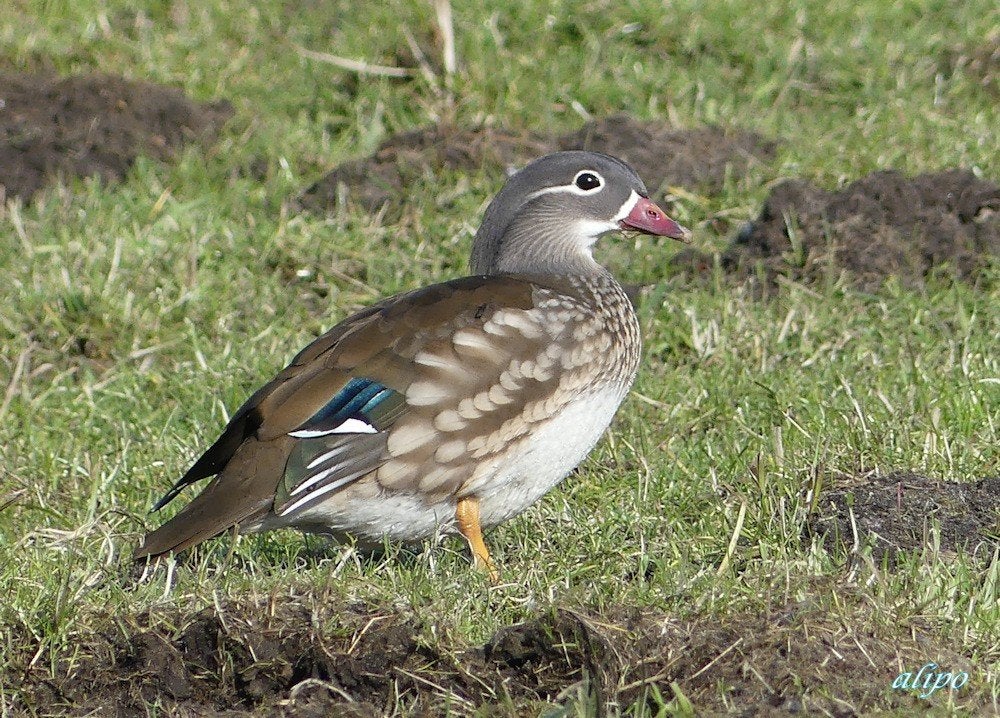 Manderijneend, Dieren en Toebehoren, Pluimvee, Vrouwelijk, Kip