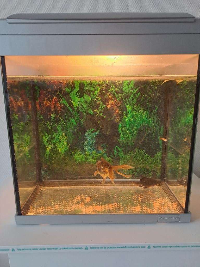 Aquarium met Vissen, Ophalen, Gebruikt, Gevuld zoetwateraquarium, Superfish