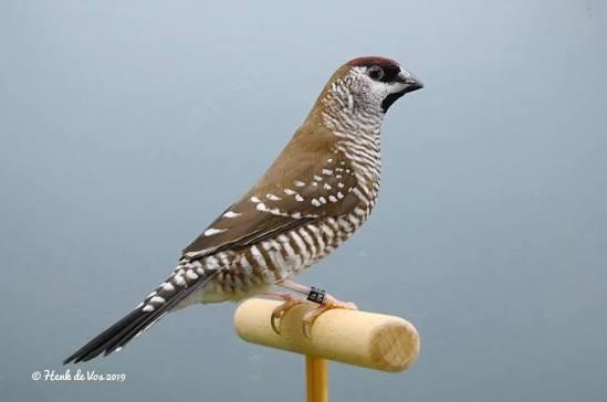 Gezocht ceresamadine MAN, Dieren en Toebehoren, Mannelijk, Tropenvogel