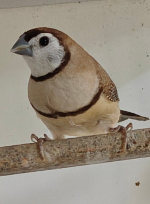 Bichenow astrilde bruin, Dieren en Toebehoren, Meerdere dieren