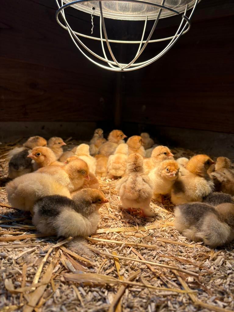 Cochin kriel (Rood & Lemon Pyle / Buff Columbia)kuikens, Dieren en Toebehoren, Pluimvee, Kip, Geslacht onbekend