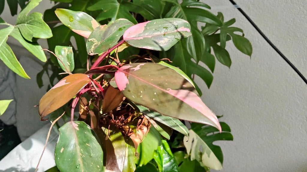 Philodendron pink princess | potted cuttings, In pot, Minder dan 100 cm, Groene kamerplant, Groenteplant