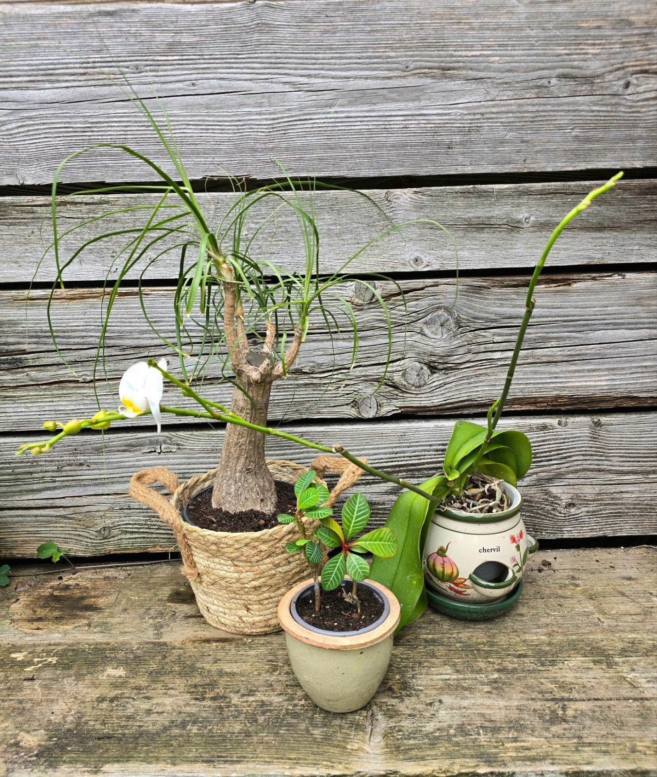 Drie mooie kamerplanten met sierpot/mand., Ophalen, Halfschaduw, Minder dan 100 cm