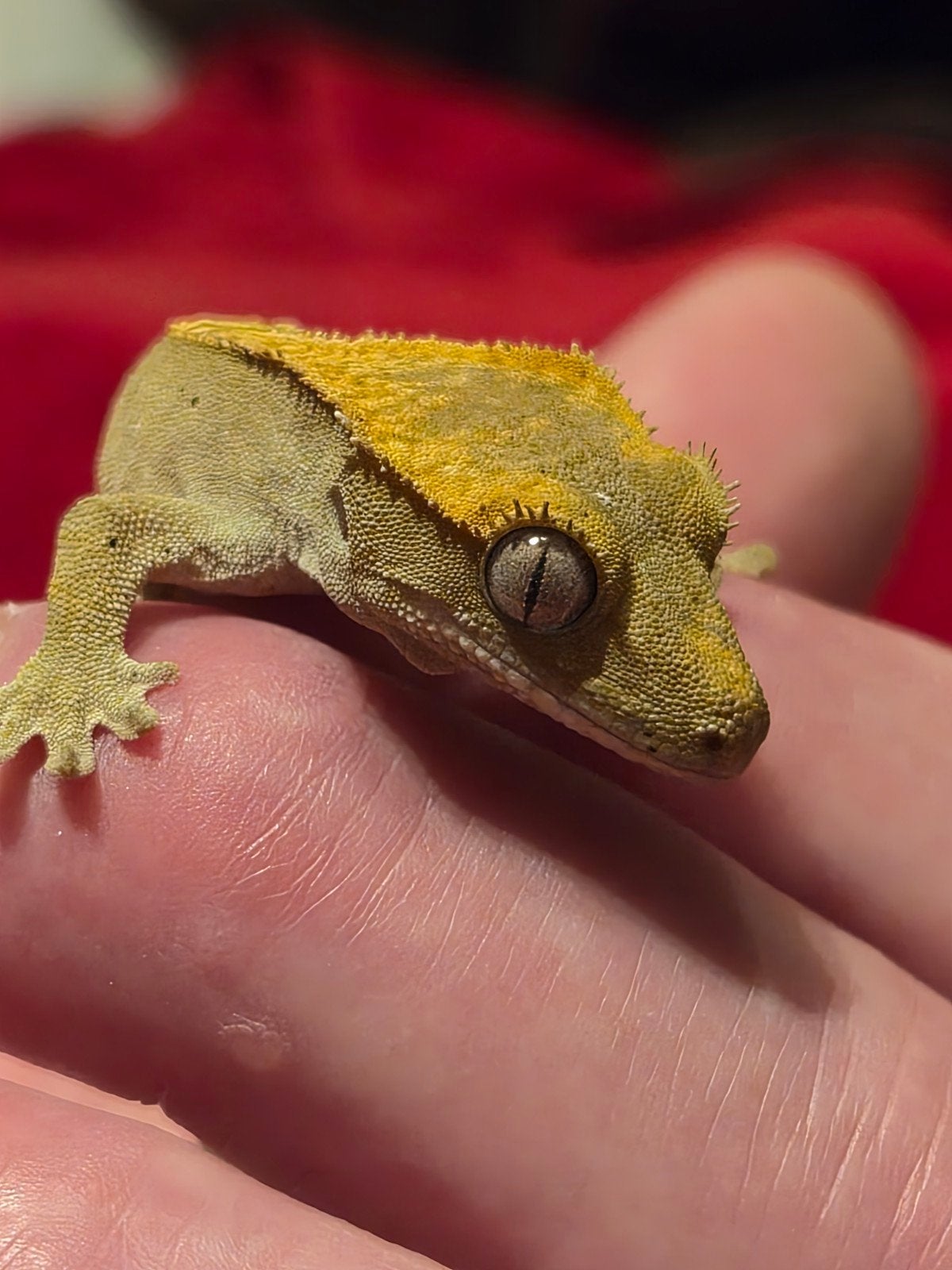 wimper gekko BJ, Overige soorten, Tam, 0 tot 2 jaar