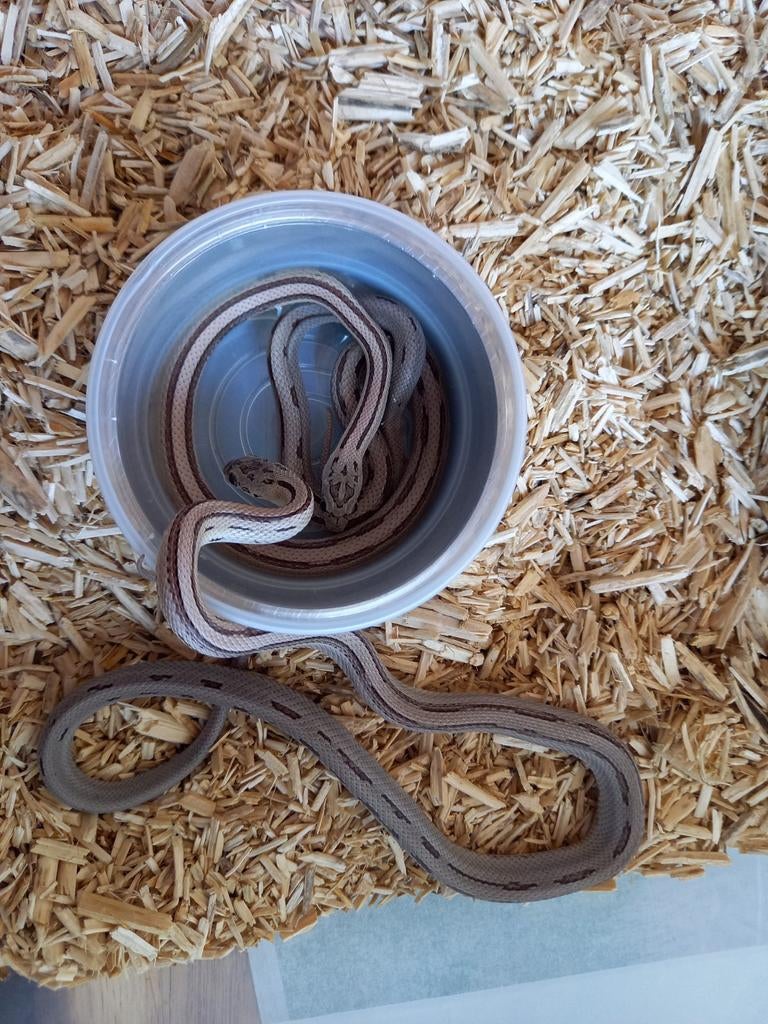 Rattenslang 2 vrouwnk 25 anery striped het. sk, Slang