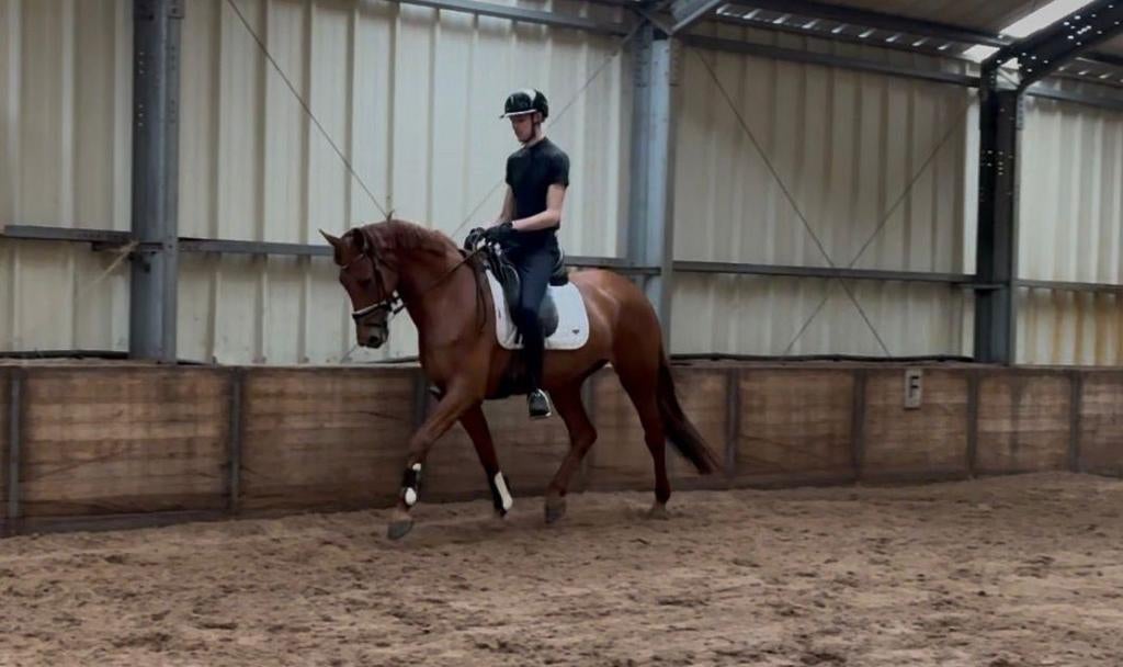 5 jarige PROK merrie Livius x Ferdinand, M1 geklasseerd, Merrie, M, Dressuurpaard, 3 tot 6 jaar