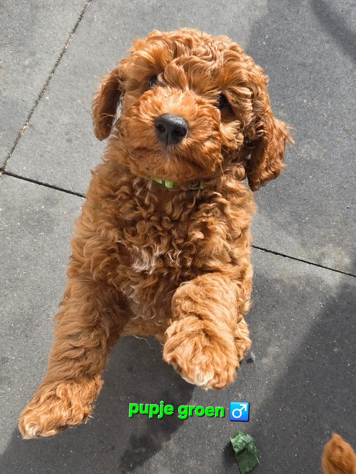 Mini Labradoodles mogen gelijk mee! 🥰, 8 tot 15 weken, Meerdere, Meerdere dieren, Klein