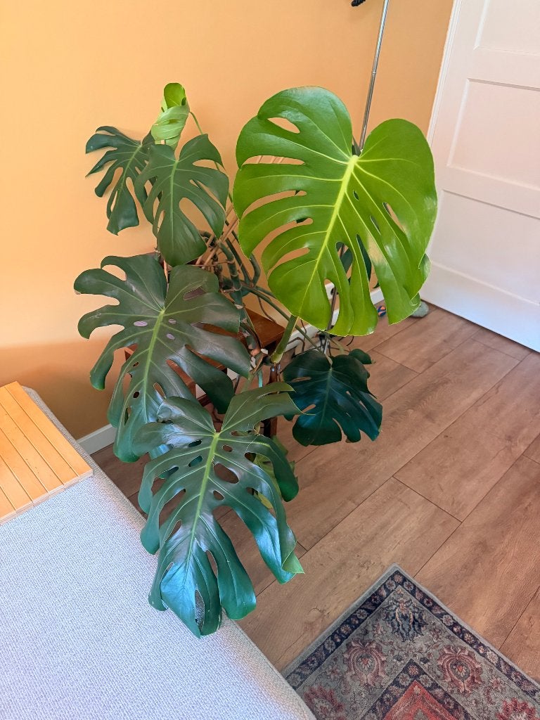 Grote Monstera plant inclusief pot, Ophalen, Overige soorten, Halfschaduw, In pot