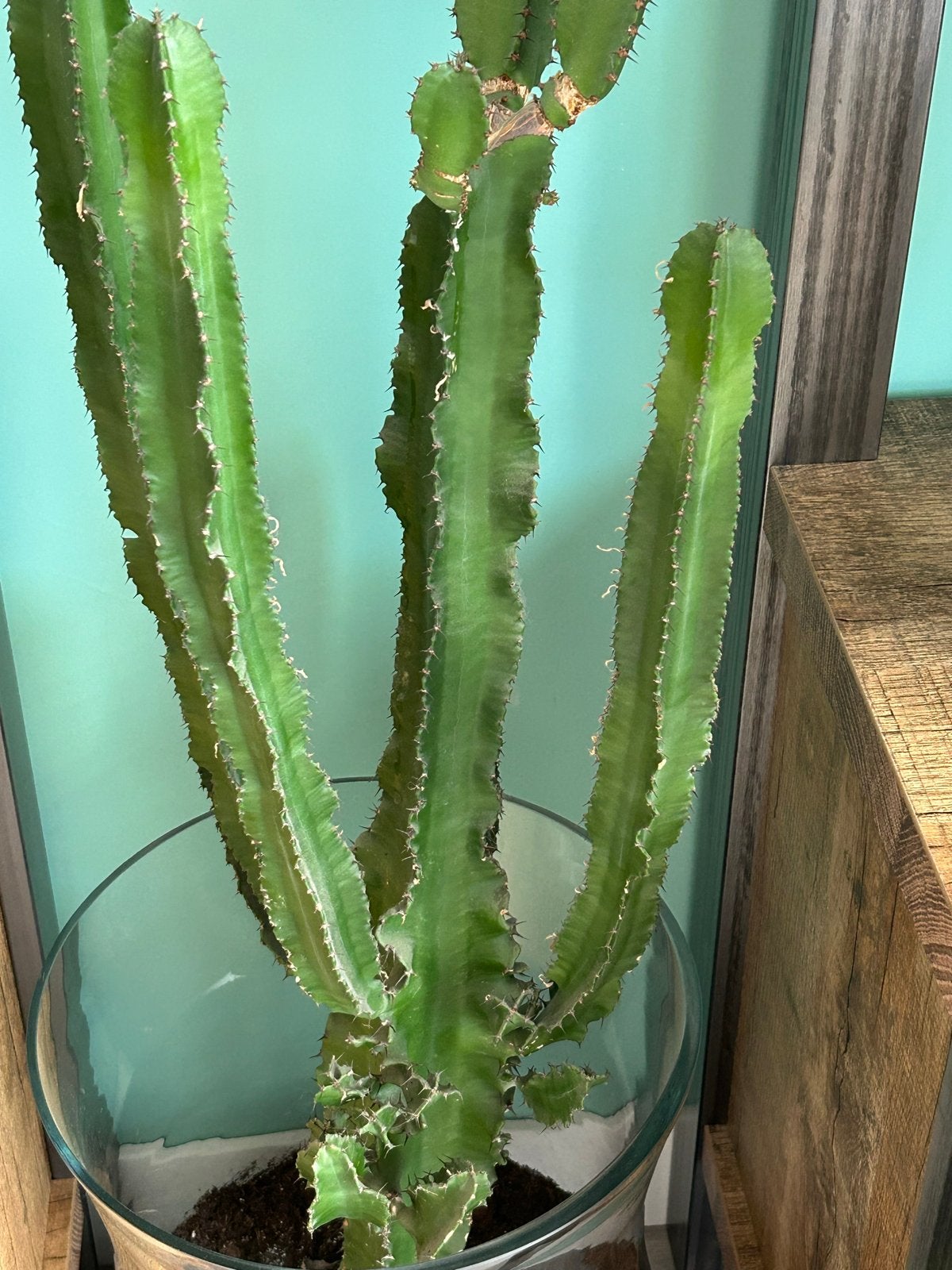 Zeer grote cactus van 130 cm, Huis en Inrichting, Kamerplanten, Ophalen, 100 tot 150 cm, Groene kamerplant, In pot