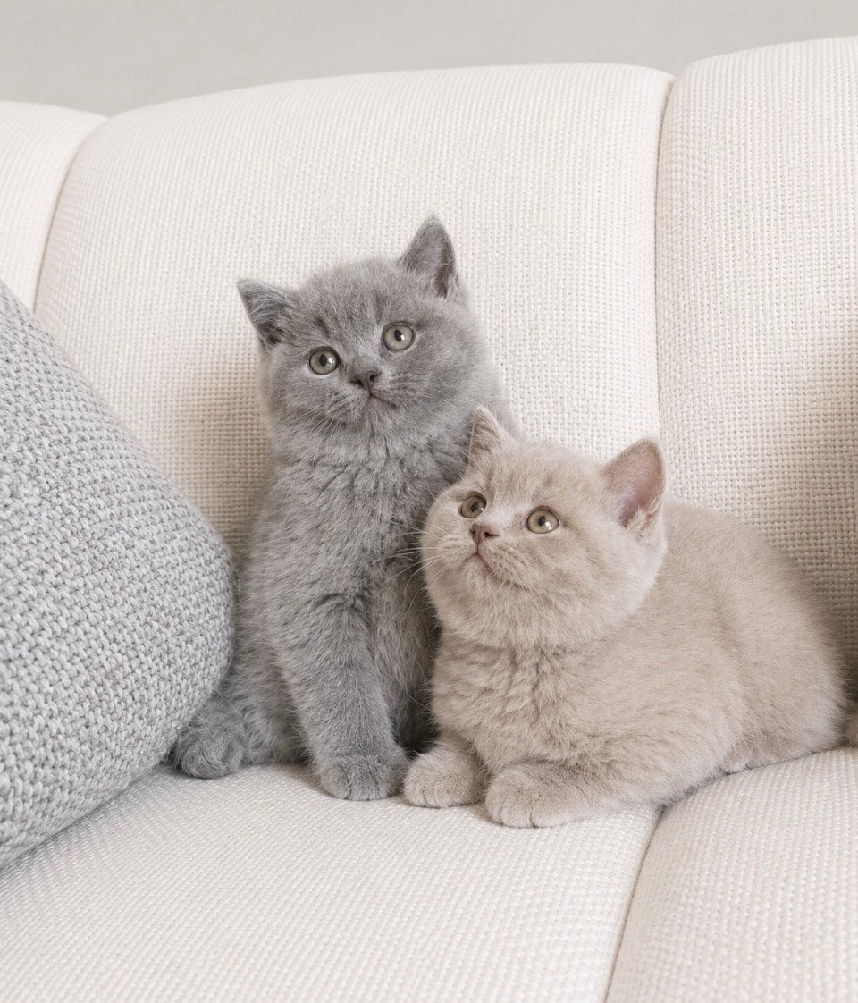 Britse Korthaar kittens, Meerdere dieren, Ontwormd, 0 tot 2 jaar