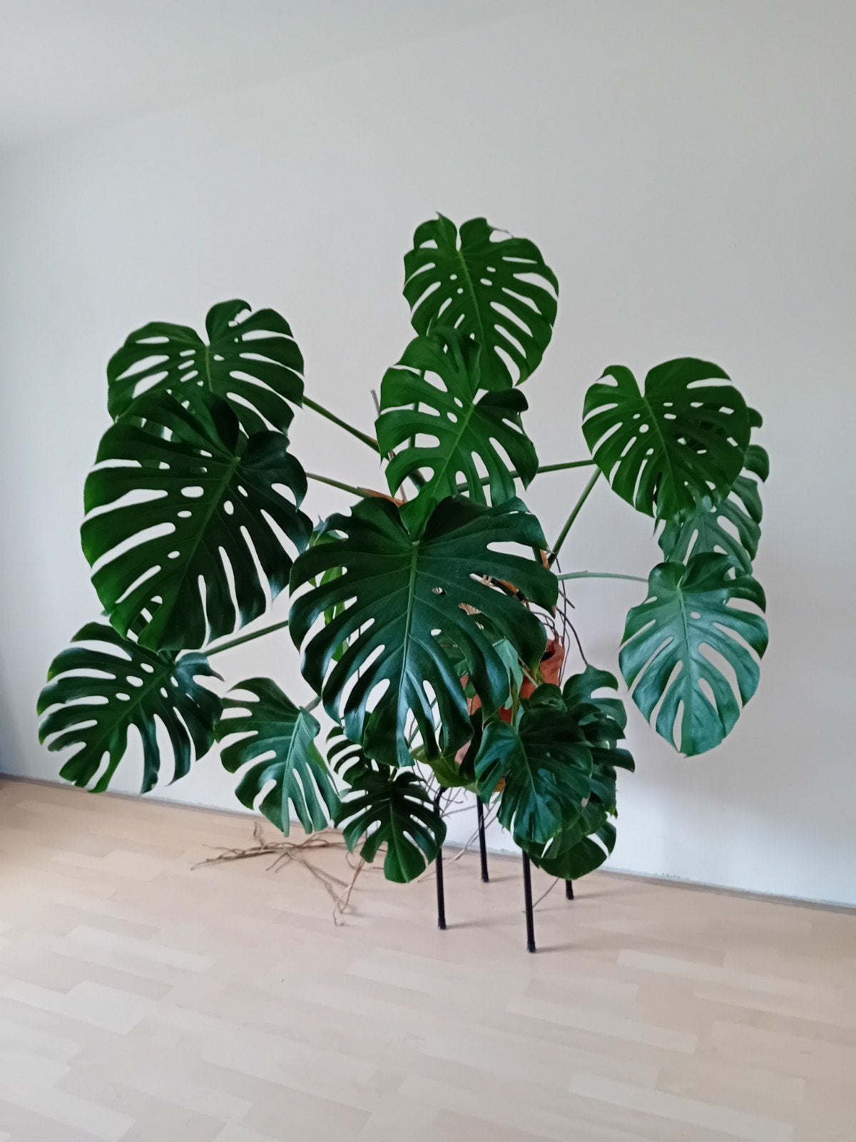 Monstera Deliciosa XL, Groene kamerplant, Ophalen, Halfschaduw, 100 tot 150 cm