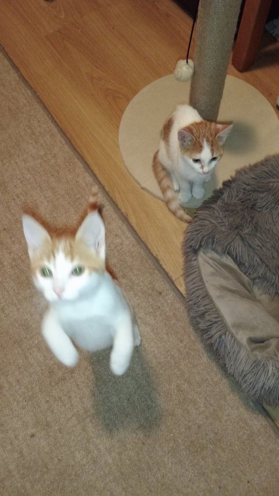 2 lieve aanhankelijke poezen -zusjes 🥰🥰 10 weken, Poes, Kortharig, 0 tot 2 jaar