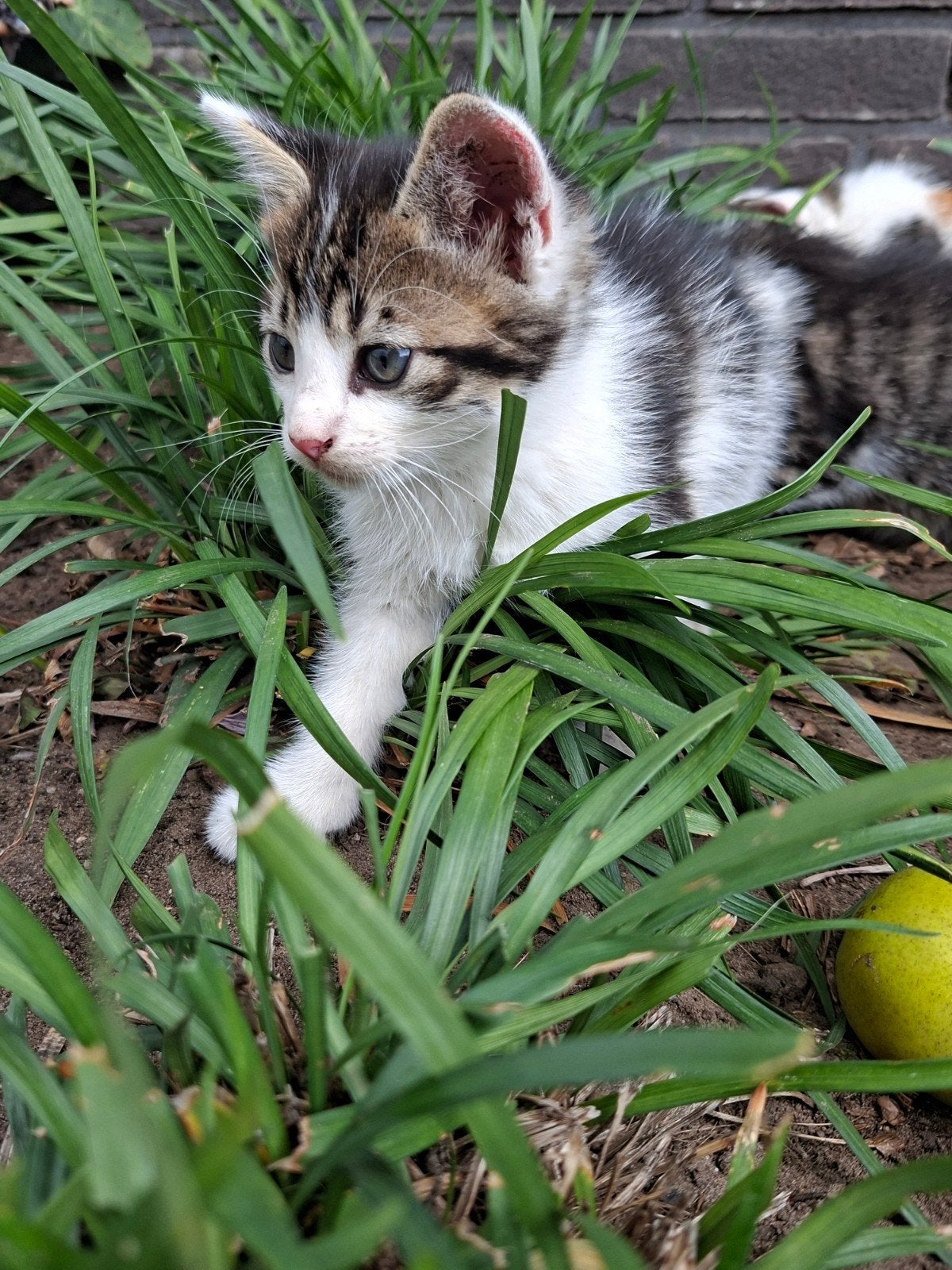 Jonge poesjes, 8 weken oud, Dieren en Toebehoren, Katten en Kittens | Overige Katten, Poes