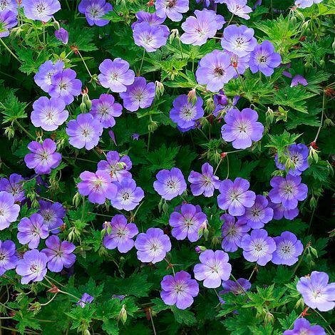 Geranium Rozanne,vaste plant, langbloeiend NUvan3,95voor2,95, Vaste plant, Halfschaduw, Zomer, Ophalen