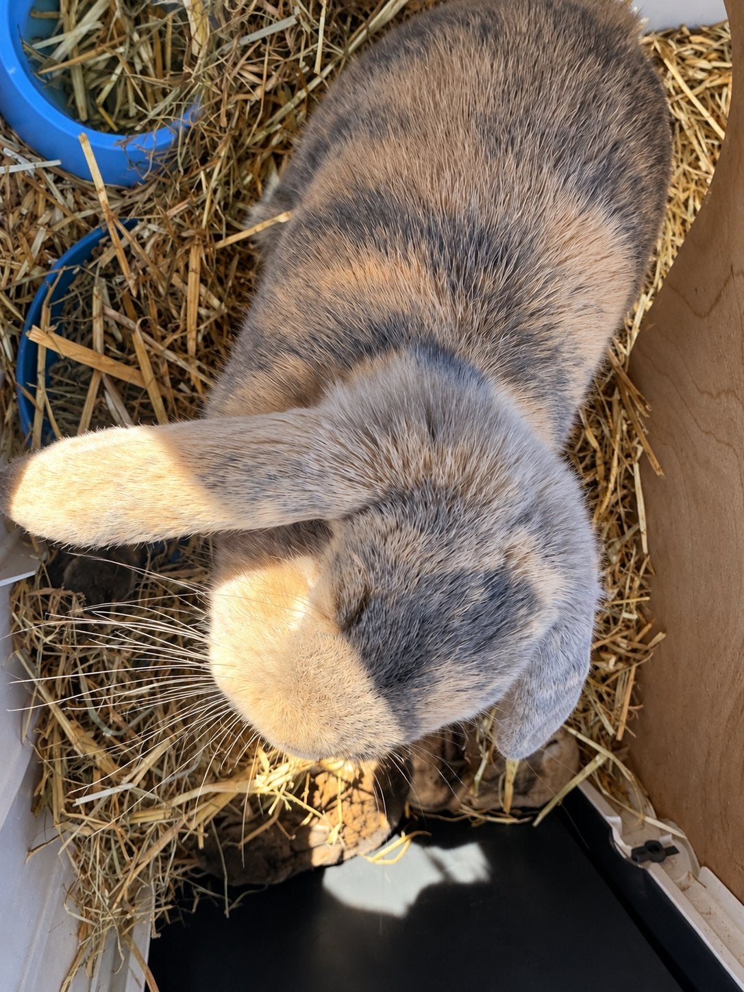 Hangoor konijn, Dieren en Toebehoren, Vrouwelijk, Dwerg, Hangoor