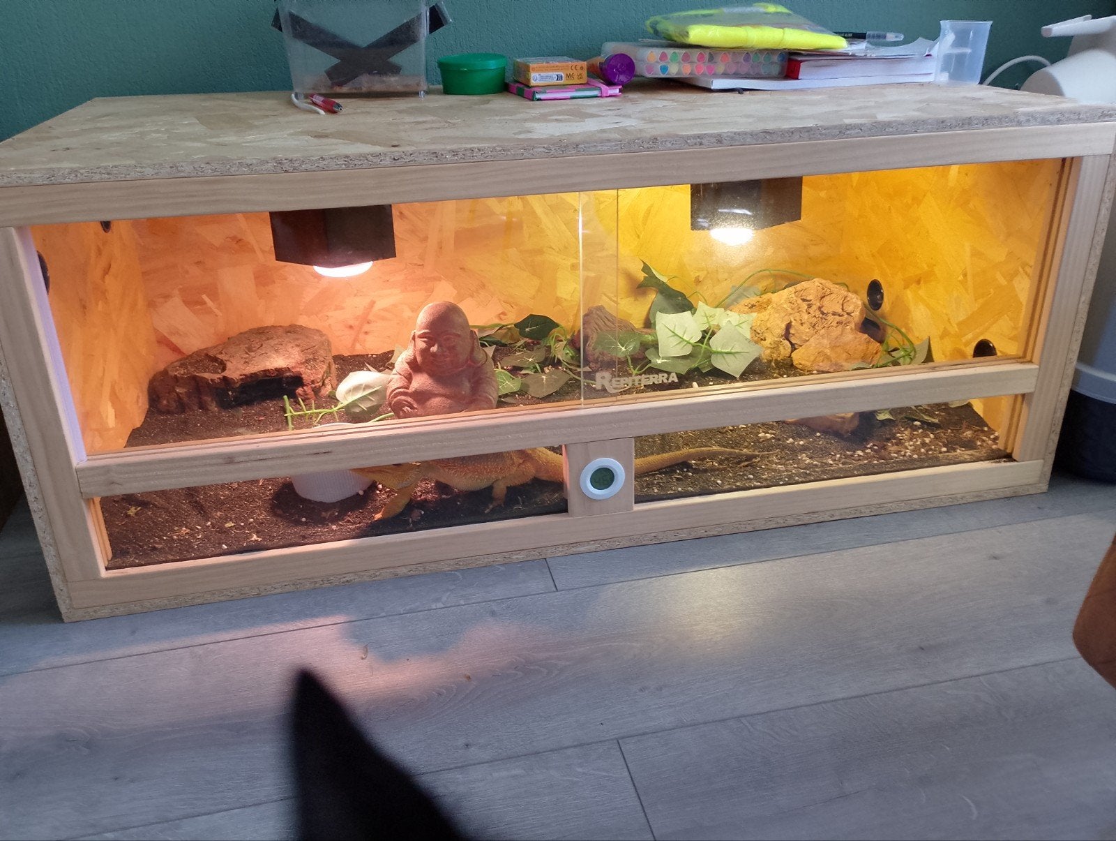 Baardagaam inclusief terrarium
