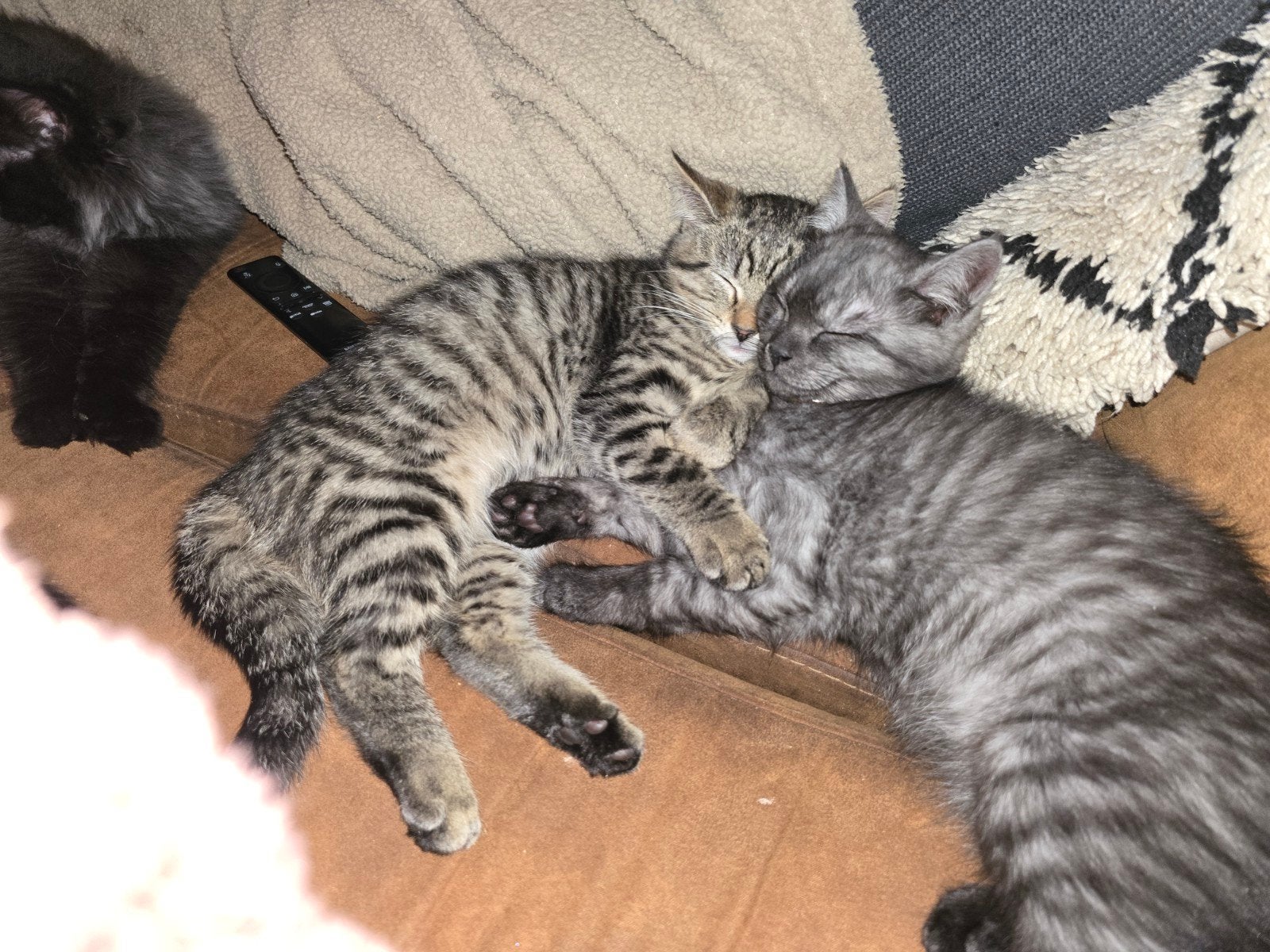 perzische kat x Europese korthaar kittens, Dieren en Toebehoren, Meerdere dieren, Ontwormd, 0 tot 2 jaar