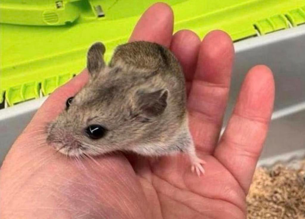 Jonge lieve chinese dwerghamsters ( direct van de fokker), Hamster, Maart, Vrouwelijk, Tam