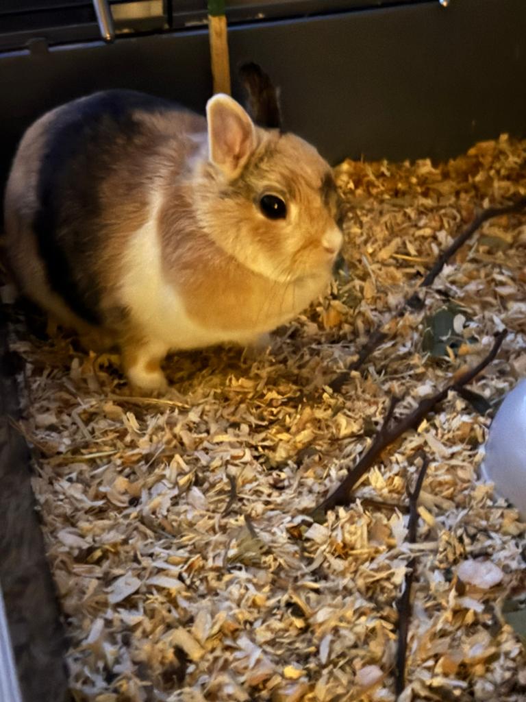 Konijntje gratis af halen, Dieren en Toebehoren, Konijnen, Vrouwelijk, Klein, 0 tot 2 jaar