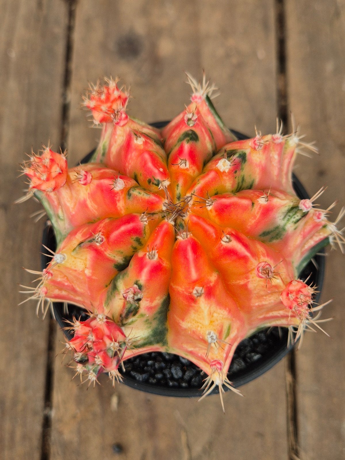 Cactus Gymnocalycium High Color p8 (6), Huis en Inrichting, Ophalen of Verzenden, Cactus, Volle zon, Minder dan 100 cm