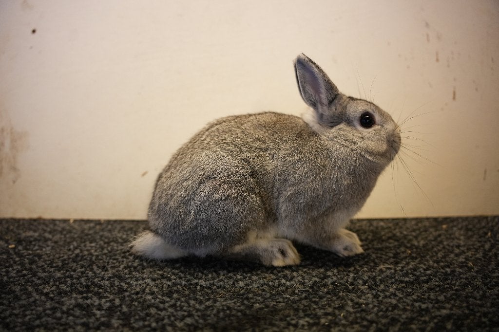 Kleurdwergen chinchilla, Mannelijk, Dwerg, 0 tot 2 jaar