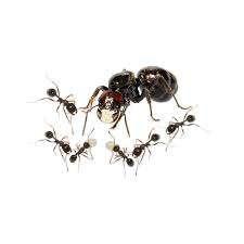 Messor Barbarus 20-30 Werksters | Mier | Queen | Ant, Dieren en Toebehoren, Mieren