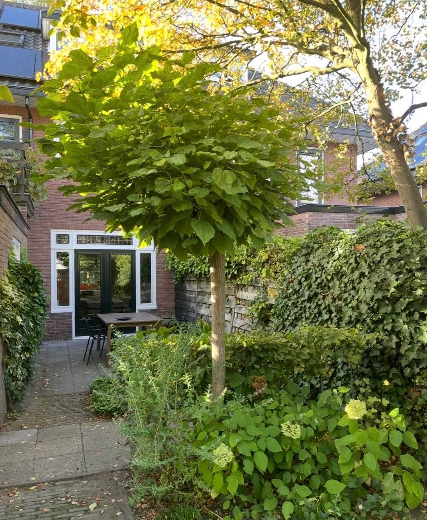 Bolcatalpa te koop, zelf uitgraven, Tuin en Terras, Ophalen, Volle zon, Overige soorten, 250 tot 400 cm