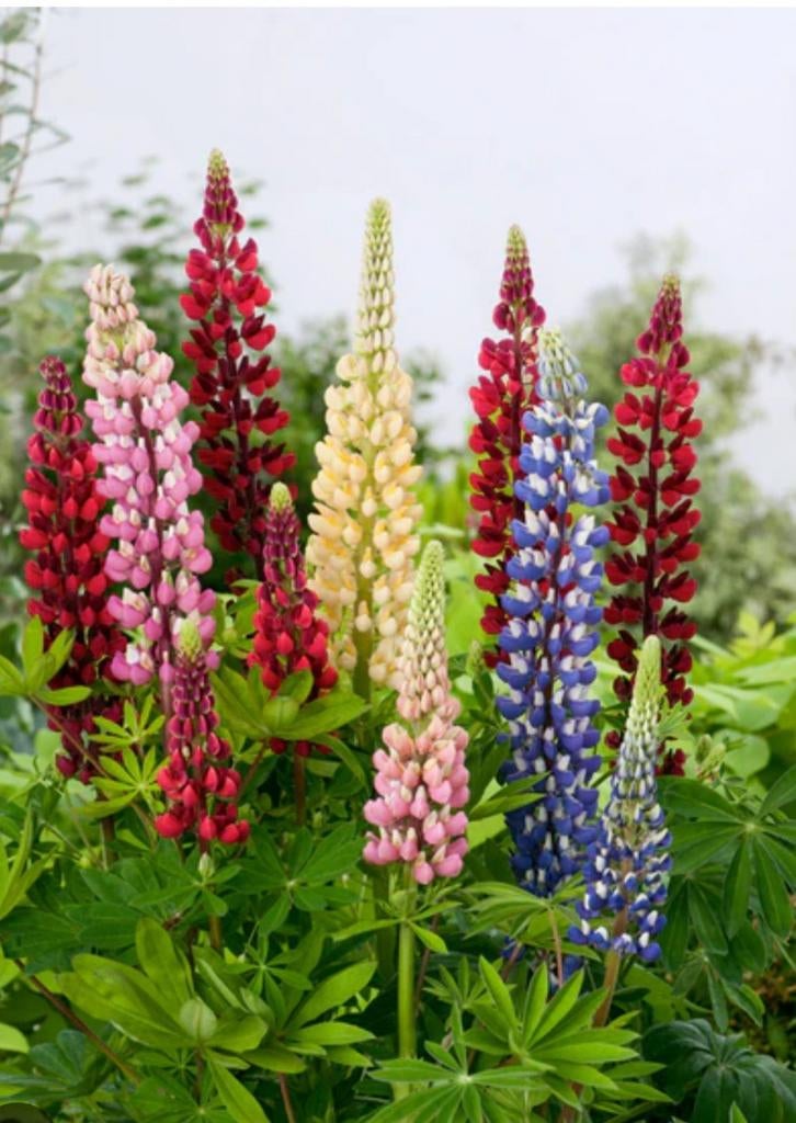 Lupine planten - Prachtige bloeiers voor elke tuin, Tuin en Terras, Planten | Tuinplanten, Volle zon, Vaste plant, Zomer, Ophalen