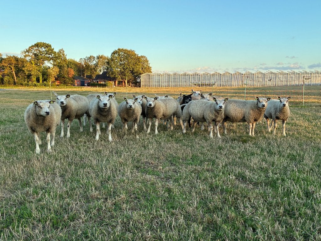 TEXELAAR OOILAMMEREN, Dieren en Toebehoren, Schapen, Geiten en Varkens, Vrouwelijk, Schaap, 0 tot 2 jaar