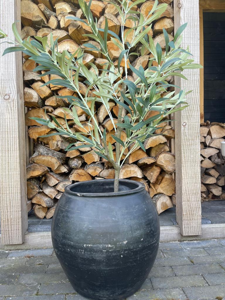 Olijfboom in sobere kruik, Ophalen, Nieuw