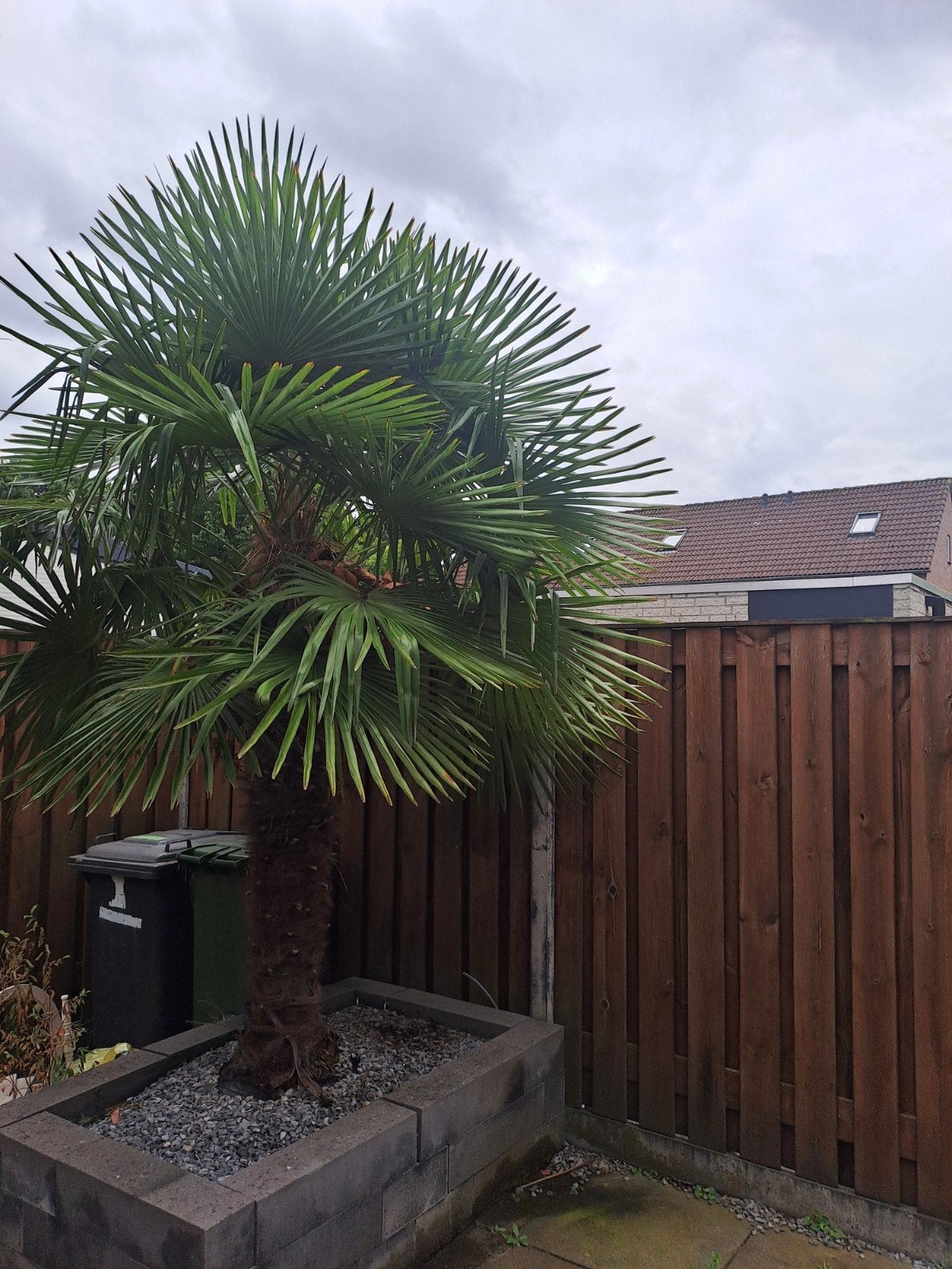 Winterharde palmboom (Trachycarpus fortunei), Volle zon, Vaste plant, Bloeit niet, Ophalen
