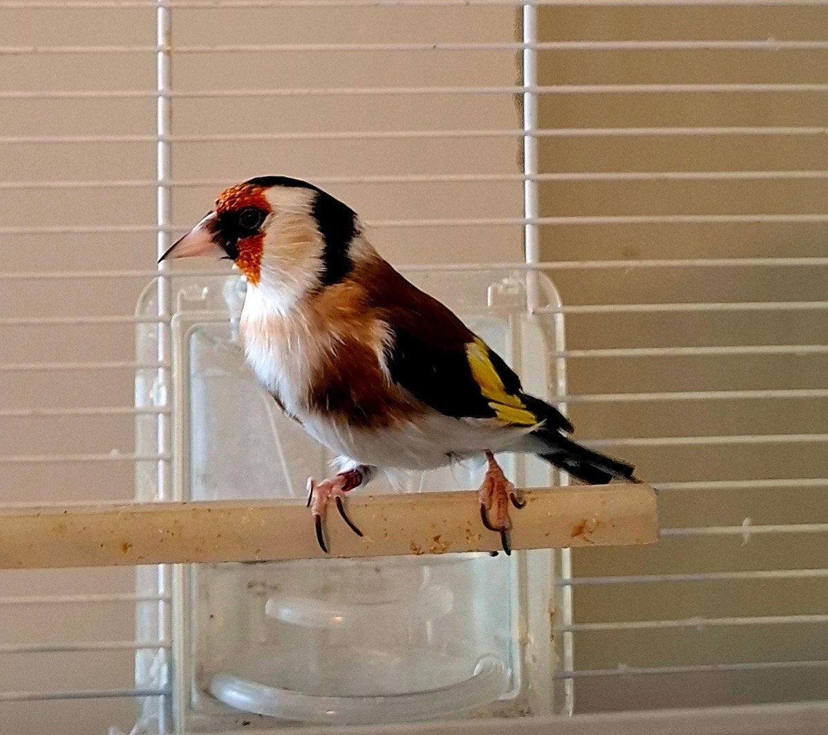 majoor putter man, 2024, vaste prijs, Dieren en Toebehoren, Vogels | Overige Vogels, Mannelijk, Wildzangvogel, Geringd