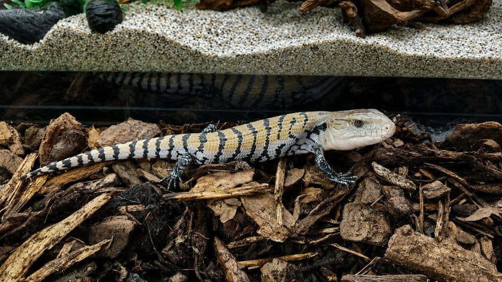 Reuzenblauwtongskink - Tiliqua gigas evenescens