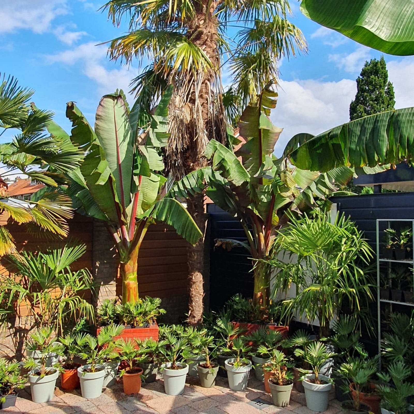 Trachycarpus Wagerianus palmboom in diverse potten, Ophalen, Overige soorten, Volle zon
